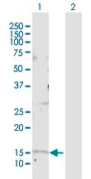 Anti-GOLGA7 antibody produced in rabbit purified immunoglobulin, buffered aqueous solution