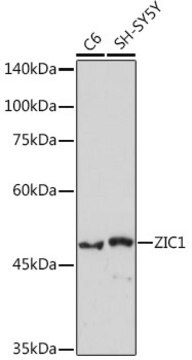 Anti-ZIC1 Antibody, clone 6B5O9, Rabbit Monoclonal