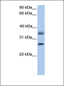 Anti-LGALS8 antibody produced in rabbit affinity isolated antibody