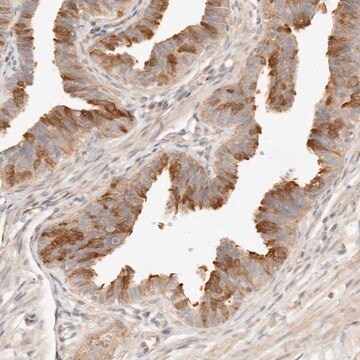 Anti-UBXN10 antibody produced in rabbit Prestige Antibodies&#174; Powered by Atlas Antibodies, affinity isolated antibody, buffered aqueous glycerol solution, ab2