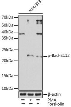 Anti-Phospho-Bad-S112 antibody produced in rabbit