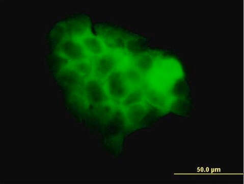 Monoclonal Anti-STAT2 antibody produced in mouse clone 5G7, purified immunoglobulin, buffered aqueous solution