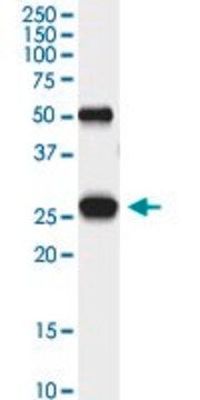 Monoclonal Anti-PGAM1 antibody produced in mouse clone 4F5-D8, purified immunoglobulin, buffered aqueous solution