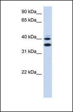 Anti-SLC25A32 antibody produced in rabbit affinity isolated antibody