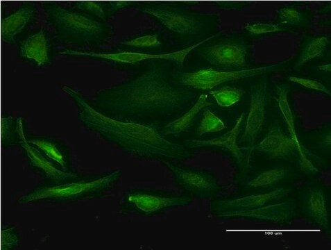 Monoclonal Anti-BNIP1 antibody produced in mouse clone 1G7, purified immunoglobulin, buffered aqueous solution