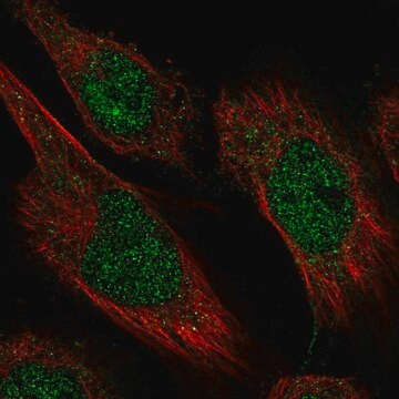 Anti-CAMTA2 antibody produced in rabbit Prestige Antibodies&#174; Powered by Atlas Antibodies, affinity isolated antibody