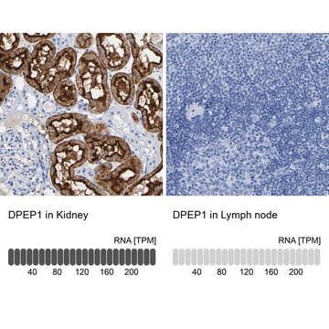 Anti-DPEP1 antibody produced in rabbit Prestige Antibodies&#174; Powered by Atlas Antibodies, affinity isolated antibody, buffered aqueous glycerol solution