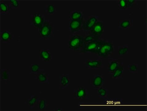 Monoclonal Anti-GTF2I, (C-terminal) antibody produced in mouse clone 2D6, purified immunoglobulin, buffered aqueous solution