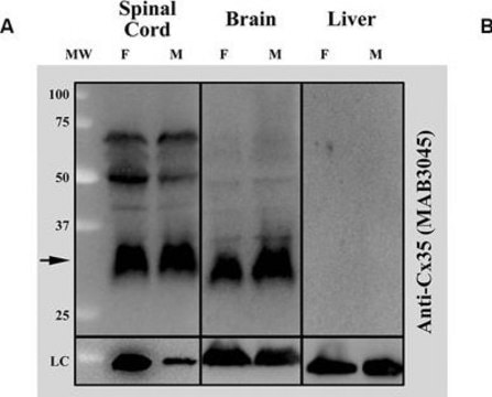 Anti-Connexin 35/36 Antibody, clone 8F6.2 clone 8F6.2, Chemicon&#174;, from mouse