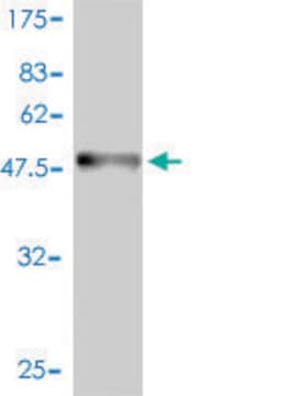 Monoclonal Anti-BAMBI antibody produced in mouse clone 3C1-1D1, purified immunoglobulin, buffered aqueous solution