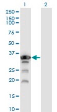 Monoclonal Anti-APTX antibody produced in mouse clone 2H6, purified immunoglobulin, buffered aqueous solution