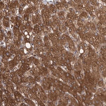 Anti-CTBS antibody produced in rabbit Prestige Antibodies&#174; Powered by Atlas Antibodies, affinity isolated antibody, buffered aqueous glycerol solution