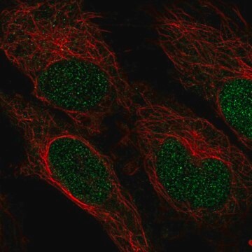 Anti-ZNF594 antibody produced in rabbit Prestige Antibodies&#174; Powered by Atlas Antibodies, affinity isolated antibody