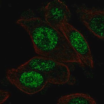 Anti-PGAM1 antibody produced in rabbit Prestige Antibodies&#174; Powered by Atlas Antibodies, affinity isolated antibody