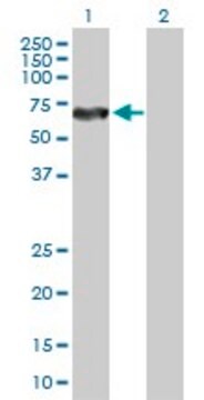 Anti-DPYSL5 antibody produced in rabbit purified immunoglobulin, buffered aqueous solution