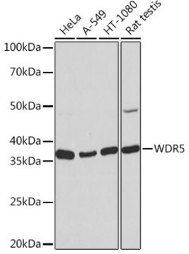 Anti-WDR5 Antibody, clone 3S6R9, Rabbit Monoclonal