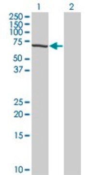 Monoclonal Anti-TESK2 antibody produced in mouse clone 5C3, purified immunoglobulin, buffered aqueous solution