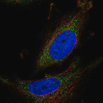 Anti-ATPAF1 antibody produced in rabbit Prestige Antibodies&#174; Powered by Atlas Antibodies, affinity isolated antibody