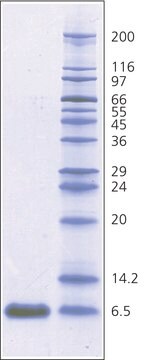 Aprotinina from bovine lung BioUltra, 3-8&#160;TIU/mg solid, &#8805;98% (SDS-PAGE)