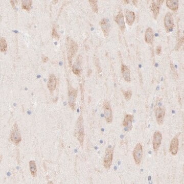 Anti-AFF2 antibody produced in rabbit Prestige Antibodies&#174; Powered by Atlas Antibodies, affinity isolated antibody, buffered aqueous glycerol solution