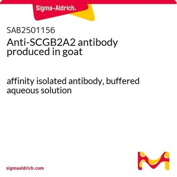 Anti-SCGB2A2 antibody produced in goat affinity isolated antibody, buffered aqueous solution