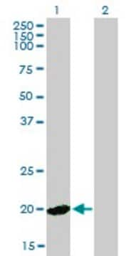 Monoclonal Anti-HPCAL4 antibody produced in mouse clone 2B11, purified immunoglobulin, buffered aqueous solution