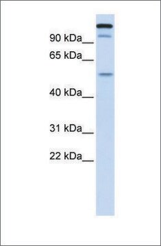 Anti-UHRF2 antibody produced in rabbit affinity isolated antibody