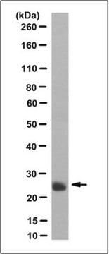 Anti-EBI3 Antibody/IL-35, clone V1.4C4.22 (Neutralizing) clone V1.4C4.22, from mouse