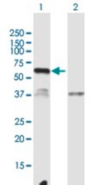 Anti-C12ORF40 antibody produced in mouse purified immunoglobulin, buffered aqueous solution