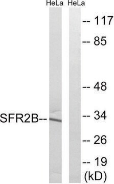 Anti-SFRS2B antibody produced in rabbit affinity isolated antibody