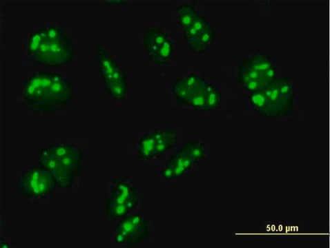 Anti-PAK1IP1 antibody produced in mouse purified immunoglobulin, buffered aqueous solution