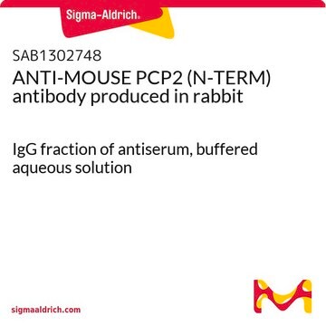 ANTI-MOUSE PCP2 (N-TERM) antibody produced in rabbit IgG fraction of antiserum, buffered aqueous solution