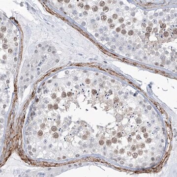 Anti-LIN9 antibody produced in rabbit Prestige Antibodies&#174; Powered by Atlas Antibodies, affinity isolated antibody, buffered aqueous glycerol solution