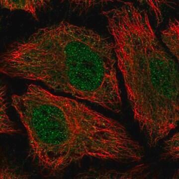 Anti-PDE8B antibody produced in rabbit Prestige Antibodies&#174; Powered by Atlas Antibodies, affinity isolated antibody