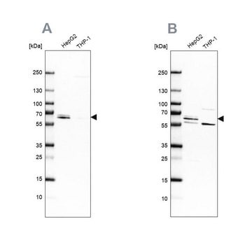 Anti-CDR2 antibody produced in rabbit Prestige Antibodies&#174; Powered by Atlas Antibodies, affinity isolated antibody, buffered aqueous glycerol solution