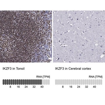 Anti-IKZF3 antibody produced in rabbit Prestige Antibodies&#174; Powered by Atlas Antibodies, affinity isolated antibody, buffered aqueous glycerol solution