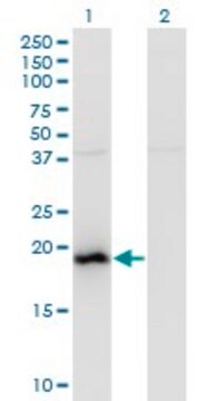 Monoclonal Anti-BAALC, (C-terminal) antibody produced in mouse clone 2A2, purified immunoglobulin, buffered aqueous solution