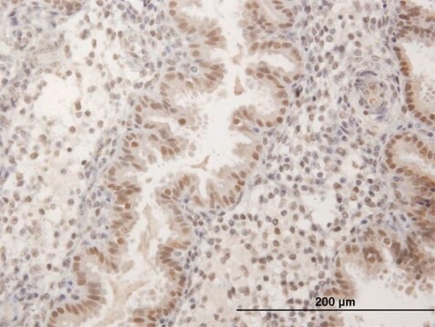 抗FKBP5抗体 マウス宿主抗体 purified immunoglobulin, buffered aqueous solution