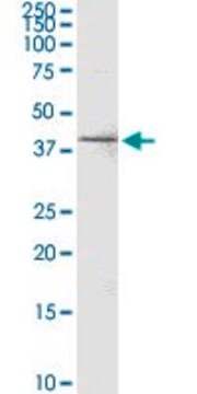 Monoclonal Anti-C20ORF77 antibody produced in mouse clone 4D6, purified immunoglobulin, buffered aqueous solution