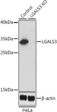 Anti-LGALS3 antibody produced in rabbit