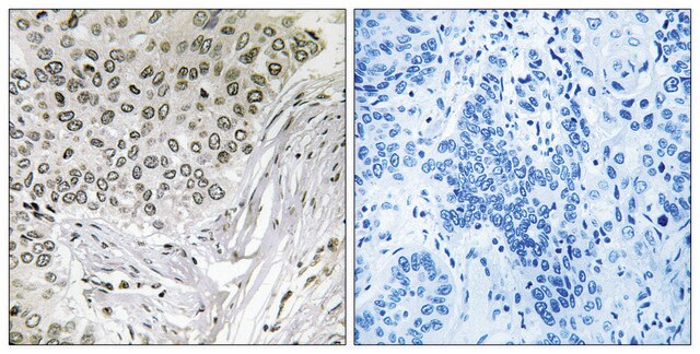 Anti-EFTUD2 antibody produced in rabbit affinity isolated antibody