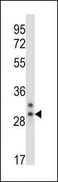 ANTI-CELA2A (C-TERM) antibody produced in rabbit IgG fraction of antiserum, buffered aqueous solution