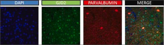 Anti-GJD2 antibody produced in rabbit affinity isolated antibody