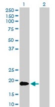 Anti-TNFSF18 antibody produced in rabbit purified immunoglobulin, buffered aqueous solution