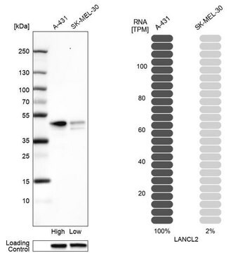 Anti-LANCL2 antibody produced in rabbit Prestige Antibodies&#174; Powered by Atlas Antibodies, affinity isolated antibody, buffered aqueous glycerol solution