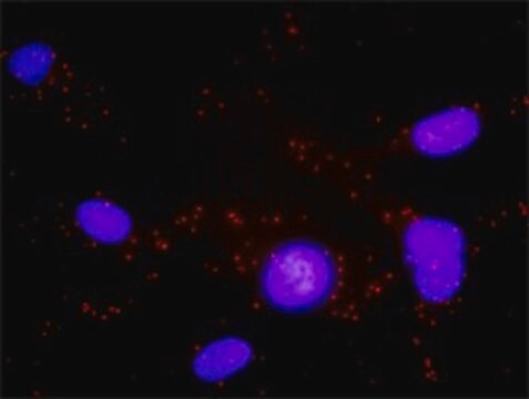 Anti-BLR1 antibody produced in rabbit purified immunoglobulin, buffered aqueous solution