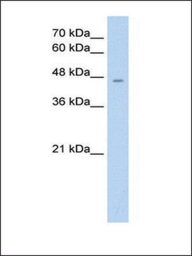 Anti-RHAG antibody produced in rabbit IgG fraction of antiserum