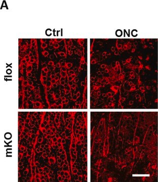 Anti-Tubulin-&#946;-III-Antikörper Chemicon&#174;, from mouse