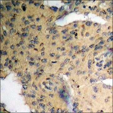 Anti-phospho-Cyclin D3 (pThr283) antibody produced in rabbit affinity isolated antibody