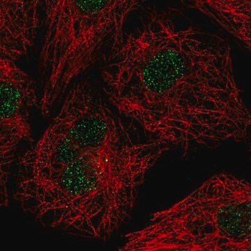 Anti-U2AF1L4 antibody produced in rabbit Prestige Antibodies&#174; Powered by Atlas Antibodies, affinity isolated antibody